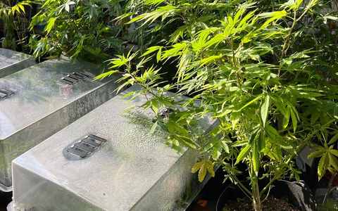 POL-REK: 240725-2: Zwei Beschuldigte vorläufig festgenommen und zahlreiche Cannabnispflanzen sichergestellt - Foto: presseportal.de