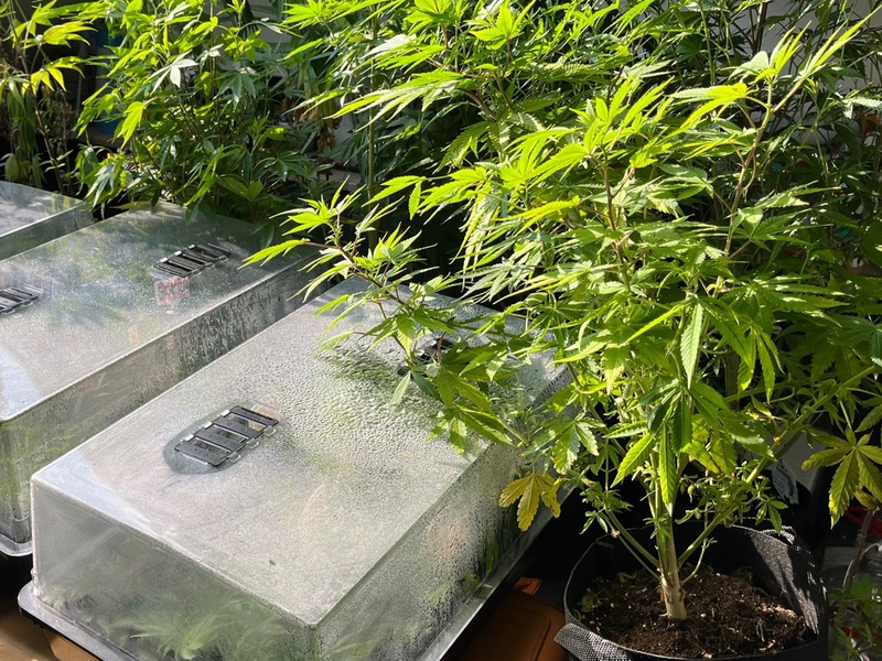 POL-REK: 240725-2: Zwei Beschuldigte vorläufig festgenommen und zahlreiche Cannabnispflanzen sichergestellt - Foto: presseportal.de