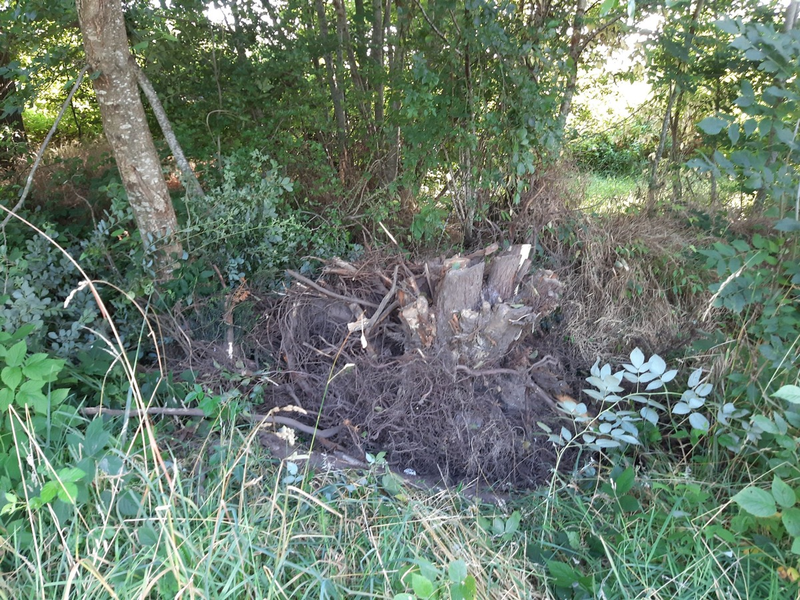 POL-SE: Kölln-Reisiek - Illegale Entsorgung von diversen Pflanzenabfällen im Entwässerungsgraben - Polizei sucht Zeugen - Foto: presseportal.de
