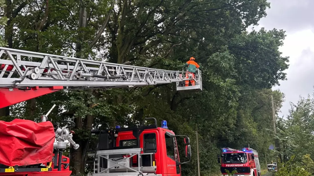 FW-Schermbeck: Baum auf Fahrbahn - Bild: presseportal.de