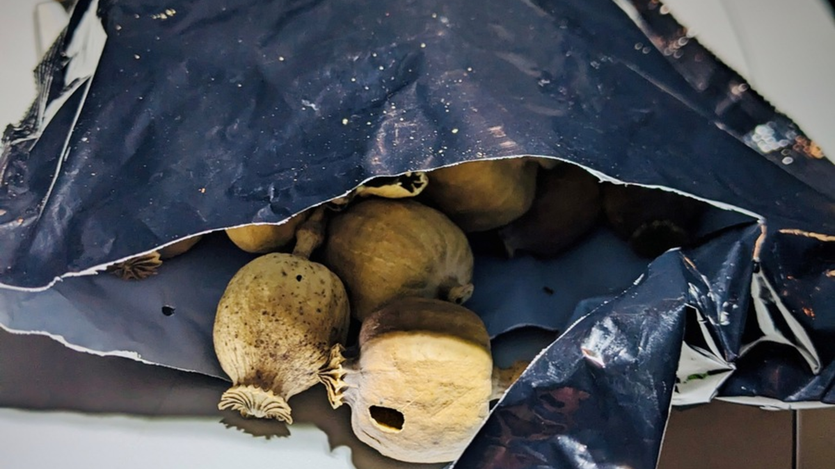 HZA-SB: Gemeinsame Presseerklärung der Staatsanwaltschaft Frankenthal und des Hauptzollamtes Saarbrücken; ZOLL entdeckt 50.000 Gramm Schlafmohn - Foto: presseportal.de