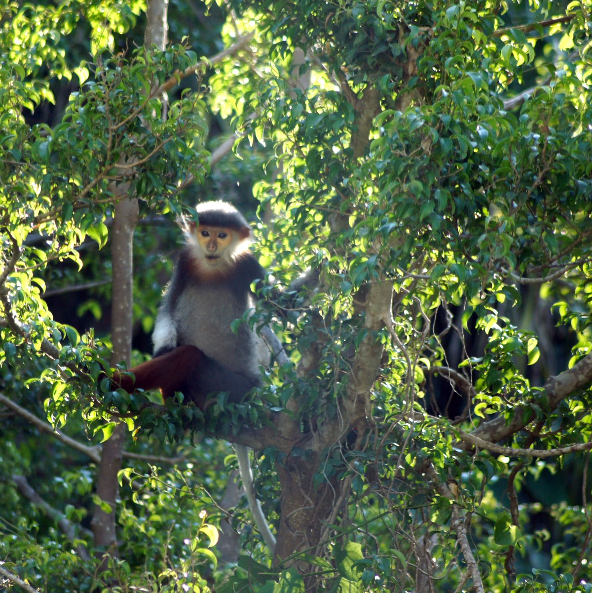 Rotschenklige Kleideraffen gelten als eine der schönsten Primatenarten überhaupt. (Archivbild) - Foto: Carola Frentzen/dpa