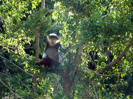 Rotschenklige Kleideraffen gelten als eine der schönsten Primatenarten überhaupt. (Archivbild) - Foto: Carola Frentzen/dpa