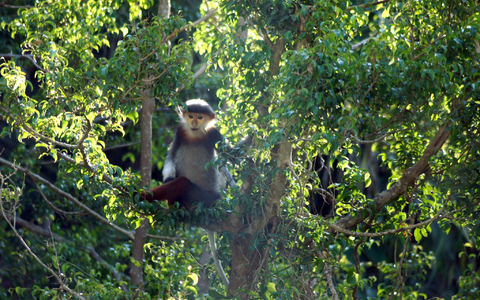 Rotschenklige Kleideraffen gelten als eine der schönsten Primatenarten ĂŒberhaupt. (Archivbild) - Foto: Carola Frentzen/dpa Rotschenklige Kleideraffen gelten als eine der schönsten Primatenarten ĂŒberhaupt. (Archivbild) - Foto: Carola Frentzen/dpa