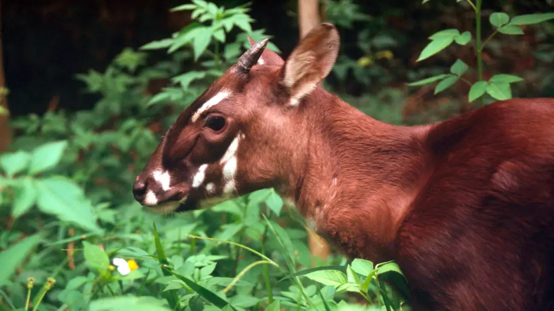 Die seltenen Saolas wurden erst 1992 entdeckt. (Archivbild) - Bild: David Huls/WWF World Wide Fund For Nature/dpa