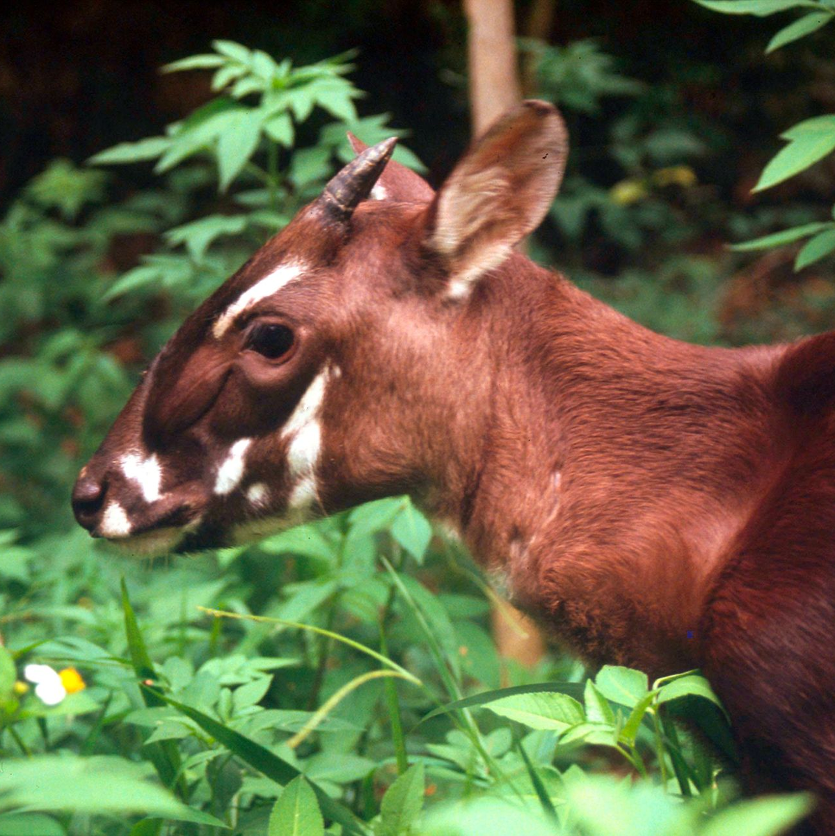Die seltenen Saolas wurden erst 1992 entdeckt. (Archivbild) - Foto: David Huls/WWF World Wide Fund For Nature/dpa