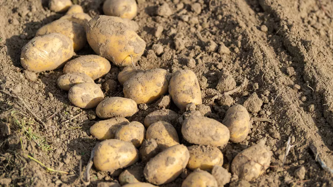 Viel Regen, wenig Sonne - die Landwirte erwarten eine schwierige Kartoffelernte. (Archivfoto) - Bild: Philipp Schulze/dpa