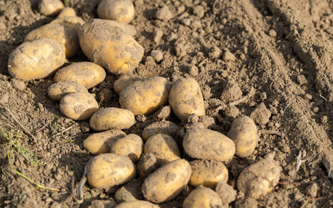 Viel Regen, wenig Sonne - die Landwirte erwarten eine schwierige Kartoffelernte. (Archivfoto) - Foto: Philipp Schulze/dpa