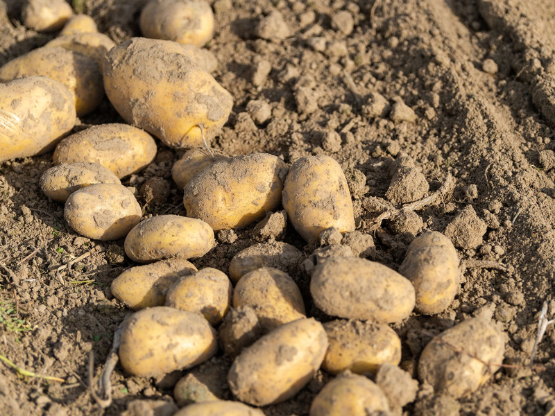 Viel Regen, wenig Sonne - die Landwirte erwarten eine schwierige Kartoffelernte. (Archivfoto) - Foto: Philipp Schulze/dpa