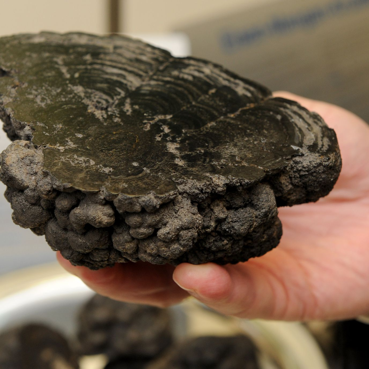 US-Präsident Trump will den kommerziellen Abbau von Rohstoff-Knollen auf dem Meeresboden fördern. (Archivbild) - Foto: Ingo Wagner/dpa