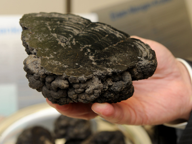 Manganknollen entstehen über Millionen Jahre und enthalten wertvolle Metalle. (Archivbild) - Foto: Ingo Wagner/dpa