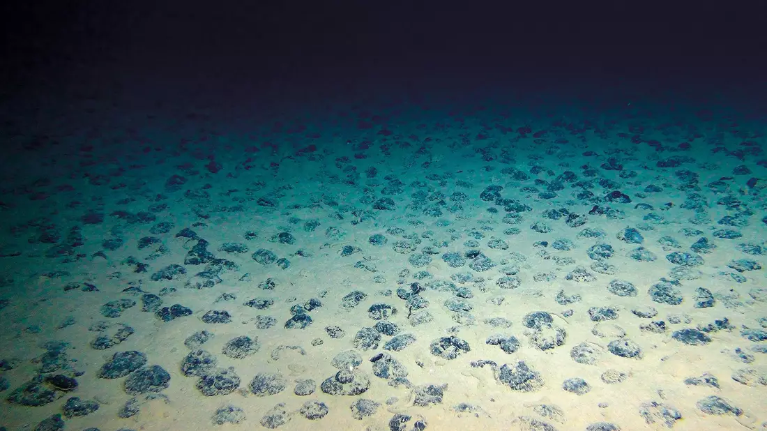 Manganknollen auf dem Meeresboden der Clarion-Clipperton-Zone - Bild: Rov Kiel 6000/Geomar/dpa