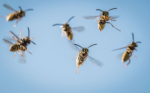 Das Herumschwirren der Wespen sei kein aggressives Verhalten, sagt die Expertin. - Foto: Frank Rumpenhorst/dpa/dpa-tmn