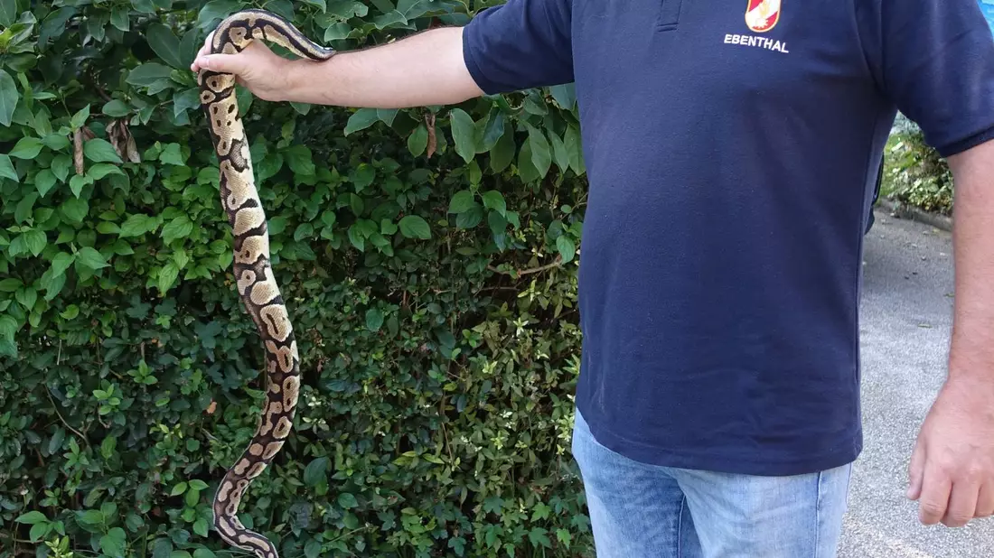 Die Polizei packt den Riesenphython in einen Eimer. - Bild: Helga Happ/REPTILIENZOO via APA/dpa