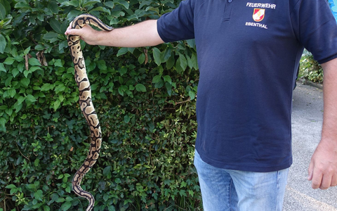 Die Polizei packt den Riesenphython in einen Eimer. - Foto: Helga Happ/REPTILIENZOO via APA/dpa