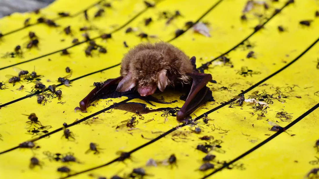 Der Landesbund für Vogel- und Naturschutz in Bayern warnt vor Klebefallen für Insekten: Wenn diese in Gärten oder auf Balkonen ausgelegt würden, könnten sich auch Vögel und Fledermäuse daran festkleben. - Bild: Christian Söder/LBV Bildarchiv/dpa