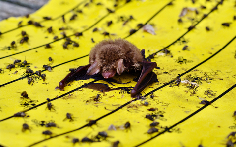 Der Landesbund für Vogel- und Naturschutz in Bayern warnt vor Klebefallen für Insekten: Wenn diese in Gärten oder auf Balkonen ausgelegt würden, könnten sich auch Vögel und Fledermäuse daran festkleben. - Foto: Christian Söder/LBV Bildarchiv/dpa