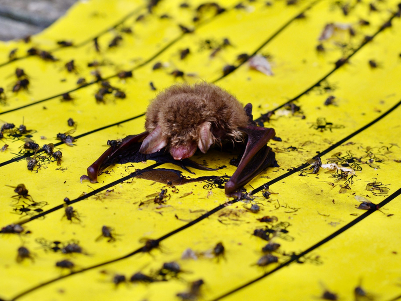 Der Landesbund für Vogel- und Naturschutz in Bayern warnt vor Klebefallen für Insekten: Wenn diese in Gärten oder auf Balkonen ausgelegt würden, könnten sich auch Vögel und Fledermäuse daran festkleben. - Foto: Christian Söder/LBV Bildarchiv/dpa