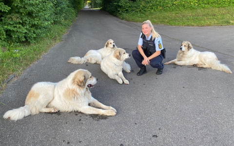 POL-UL: (UL) Ulm - Tierisch gut gelaunte Vier- und Zweibeiner unterwegs / Sichtlich Spaß bereitete der Polizistin ein Einsatz der besonderen Art am Montag bei Ulm. - Foto: presseportal.de