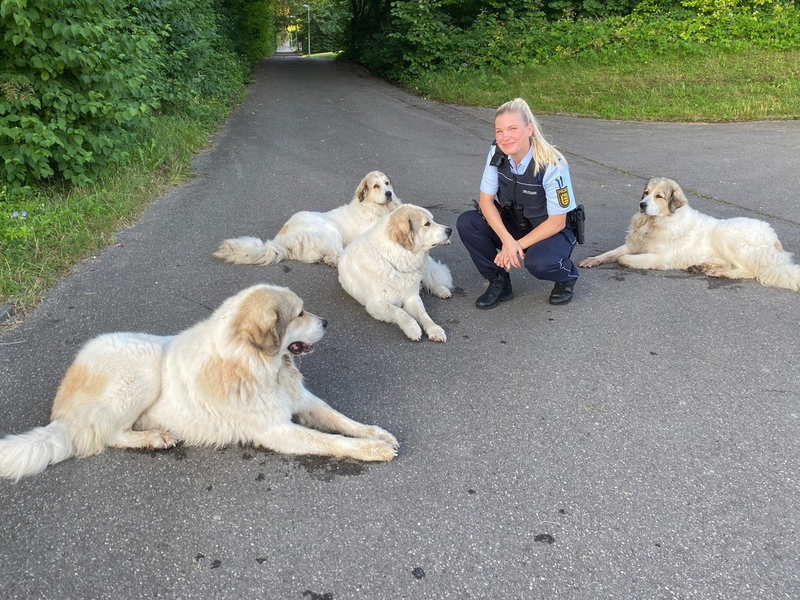 POL-UL: (UL) Ulm - Tierisch gut gelaunte Vier- und Zweibeiner unterwegs / Sichtlich Spaß bereitete der Polizistin ein Einsatz der besonderen Art am Montag bei Ulm. - Foto: presseportal.de