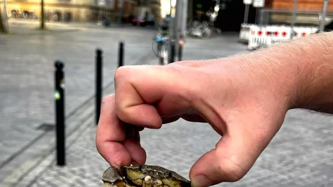 BPOL-HB: Mr. Crabs von Bundespolizei gerettet - Bild: presseportal.de
