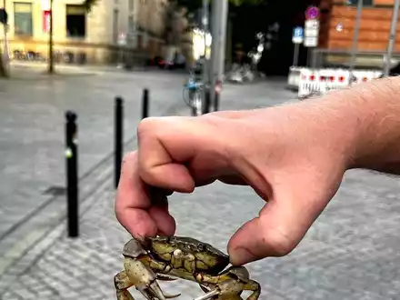 BPOL-HB: Mr. Crabs von Bundespolizei gerettet - Foto: presseportal.de