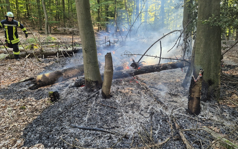 FW-AR: Feuerwehr Ense und Arnsberg bekämpfen Waldbrand - Foto: presseportal.de