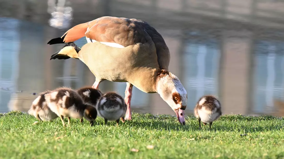 Die Nilgans frisst überwiegend Pflanzen - aber Pommes scheint sie auch zu lieben. (Archivbild) - Bild: Bernd Weißbrod/dpa