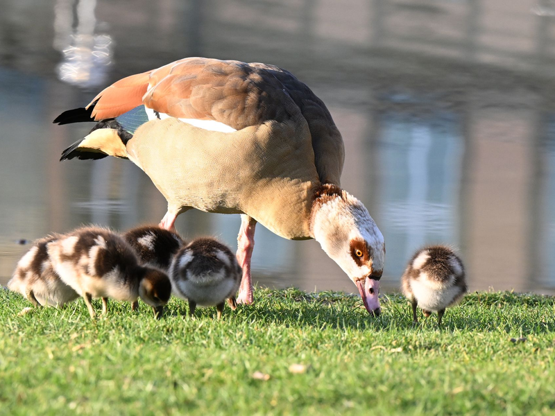 Die Nilgans frisst überwiegend Pflanzen - aber Pommes scheint sie auch zu lieben. (Archivbild) - Foto: Bernd Weißbrod/dpa