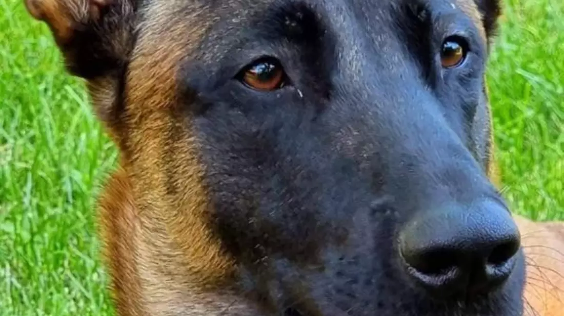 HZA-KA: Karlsruher Spürnase schlägt wieder zu / Zollhund Eric findet Drogen im Wert von über 34.000 Euro - Bild: presseportal.de