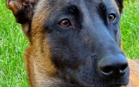 HZA-KA: Karlsruher Spürnase schlägt wieder zu / Zollhund Eric findet Drogen im Wert von über 34.000 Euro - Foto: presseportal.de