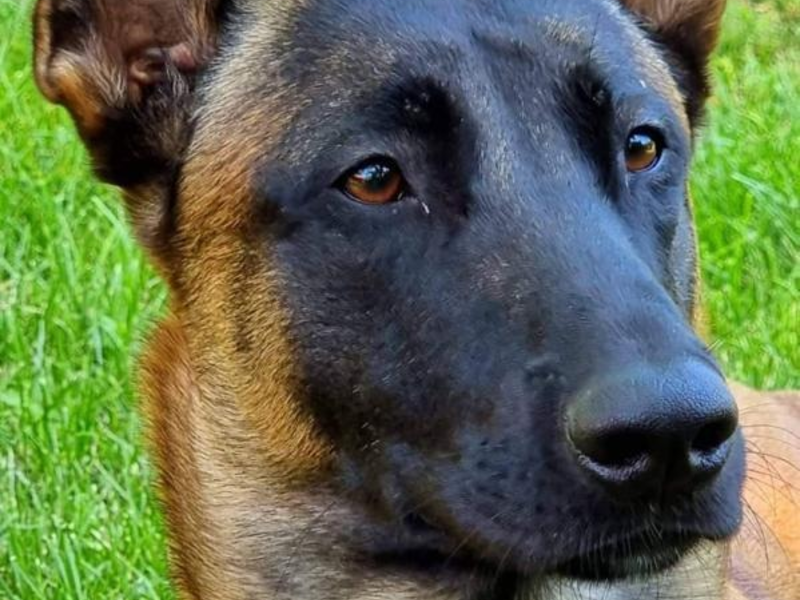 HZA-KA: Karlsruher Spürnase schlägt wieder zu / Zollhund Eric findet Drogen im Wert von über 34.000 Euro - Foto: presseportal.de