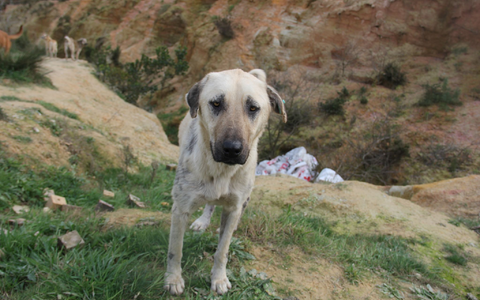Das türkische Parlament hat ein umstrittenes Gesetz zum Umgang mit Straßenhunden verabschiedet. (Foto Archiv) - Foto: Christine-Felice Röhrs/dpa