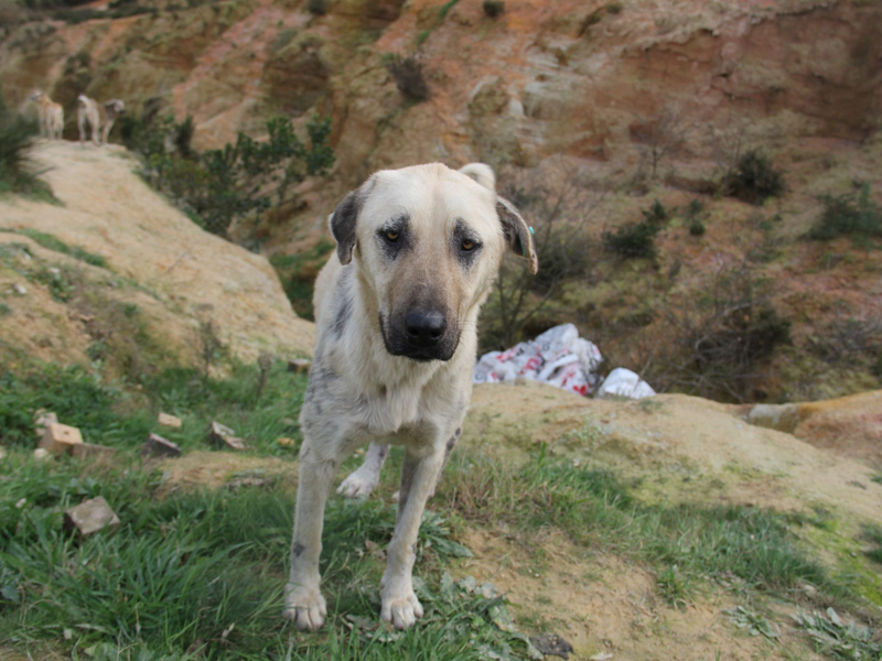 Das türkische Parlament hat ein umstrittenes Gesetz zum Umgang mit Straßenhunden verabschiedet. (Foto Archiv) - Foto: Christine-Felice Röhrs/dpa