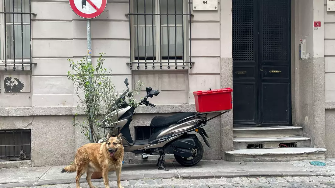 Das türkische Parlament hat ein umstrittenes Gesetz zum Umgang mit Straßenhunden verabschiedet. (Foto Archiv) - Bild: Mirjam Schmitt/dpa