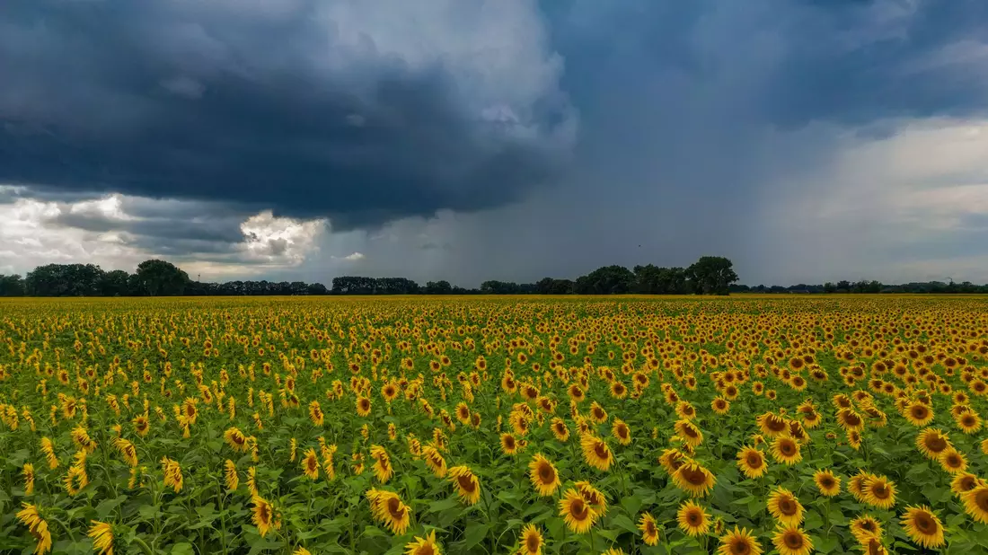 Die Sonne schien im Juli insgesamt 237 Stunden (Archivbild).  - Bild: Patrick Pleul/dpa