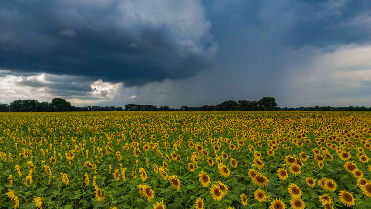 Die Sonne schien im Juli insgesamt 237 Stunden (Archivbild).  - Foto: Patrick Pleul/dpa