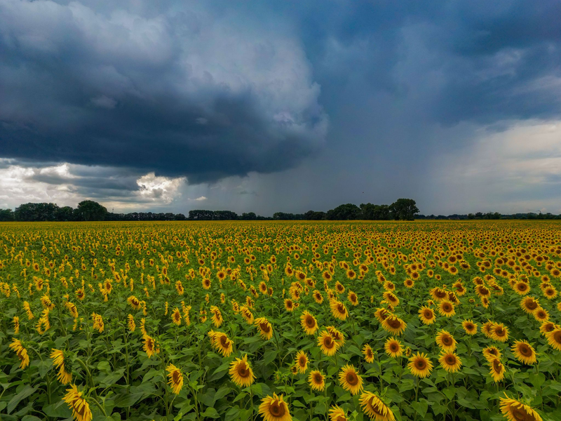 Die Sonne schien im Juli insgesamt 237 Stunden (Archivbild).  - Foto: Patrick Pleul/dpa