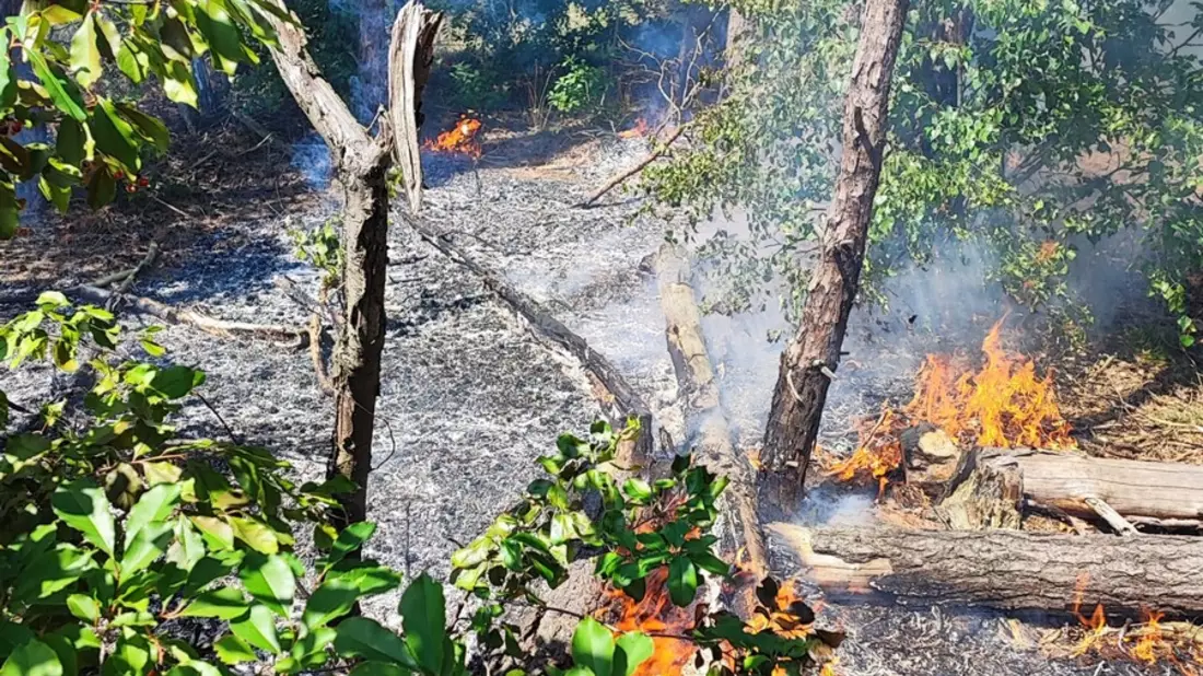 FW Celle: Vegetationsbrand in Westercelle - Bild: presseportal.de