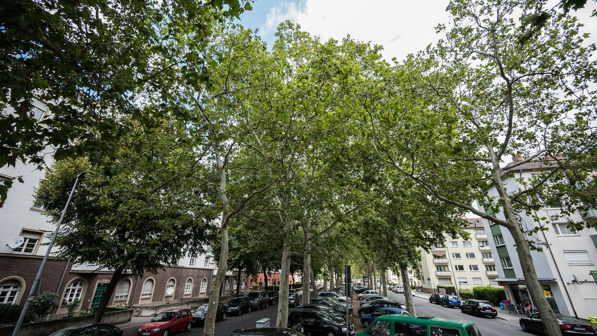 Besonders alte Bäume können laut Umwelthilfe für Abkühlung in den Städten sorgen. (Archivbild) - Foto: Andreas Arnold/dpa