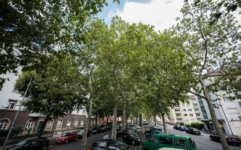 Besonders alte Bäume können laut Umwelthilfe für Abkühlung in den Städten sorgen. (Archivbild) - Foto: Andreas Arnold/dpa