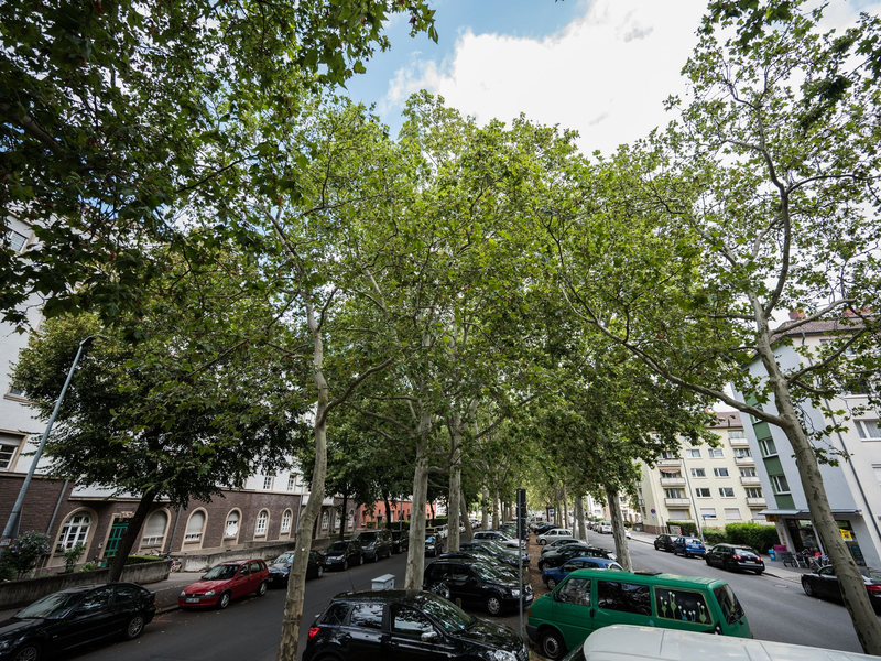 Besonders alte Bäume können laut Umwelthilfe für Abkühlung in den Städten sorgen. (Archivbild) - Foto: Andreas Arnold/dpa