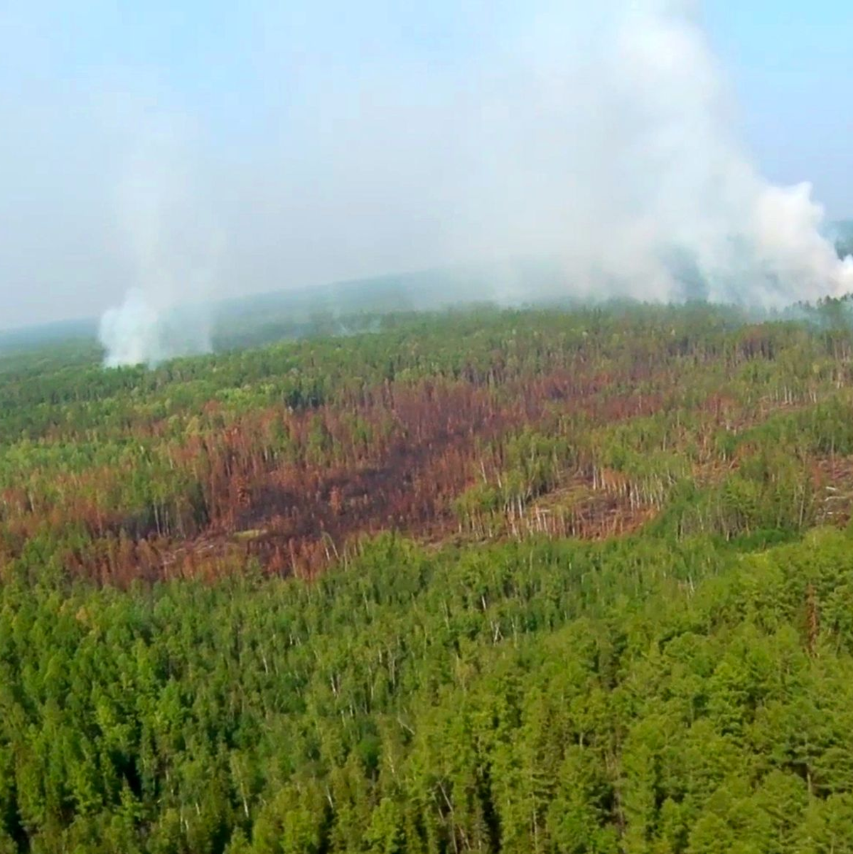 Nördliche Wälder könnten ganz verschwinden. (Archivbild) - Foto: Emergency Situations Ministry Press Service/AP/dpa