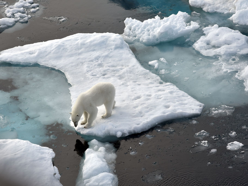 Ein Eisbär hat auf Grönland einen Deutschen angegriffen. Archivbild - Foto: Ulf Mauder/dpa