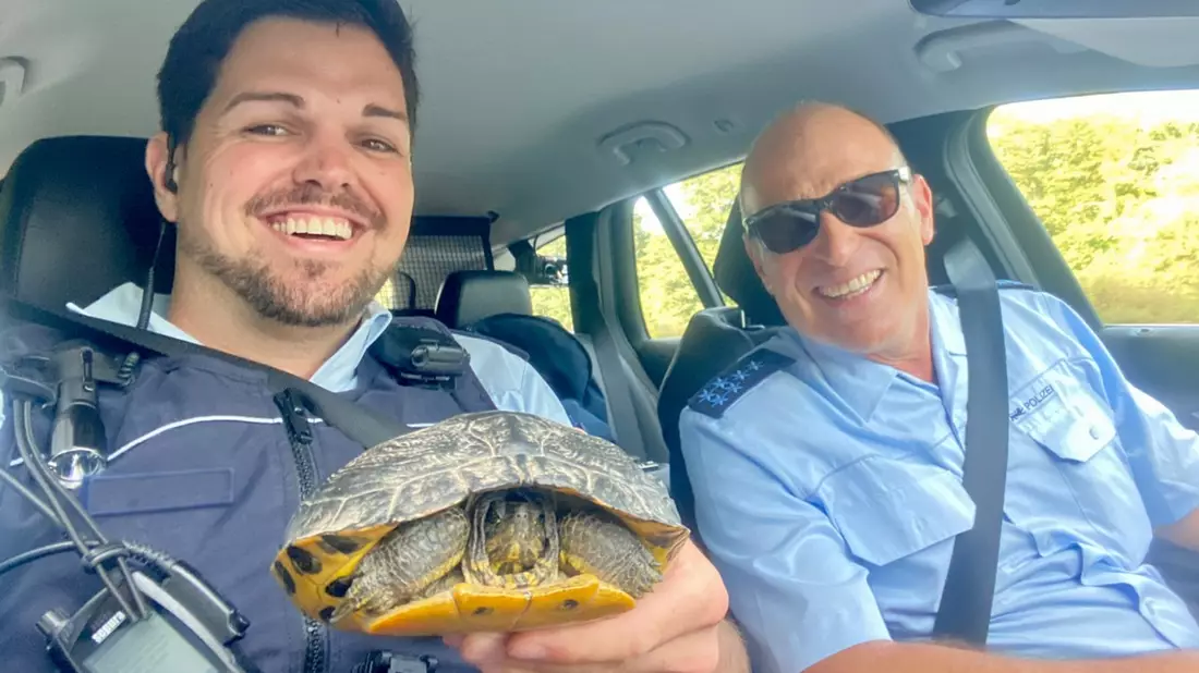 POL-OG: Schutterwald, A5 / Mahlberg - Gepanzert auf der Straße unterwegs: Zwei Schildkröten gerettet - Bild: presseportal.de
