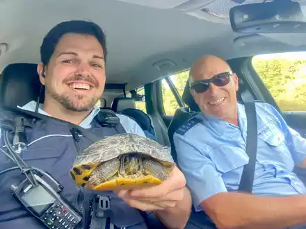 POL-OG: Schutterwald, A5 / Mahlberg - Gepanzert auf der Straße unterwegs: Zwei Schildkröten gerettet - Foto: presseportal.de