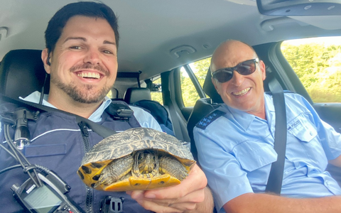 POL-OG: Schutterwald, A5 / Mahlberg - Gepanzert auf der Straße unterwegs: Zwei Schildkröten gerettet - Foto: presseportal.de