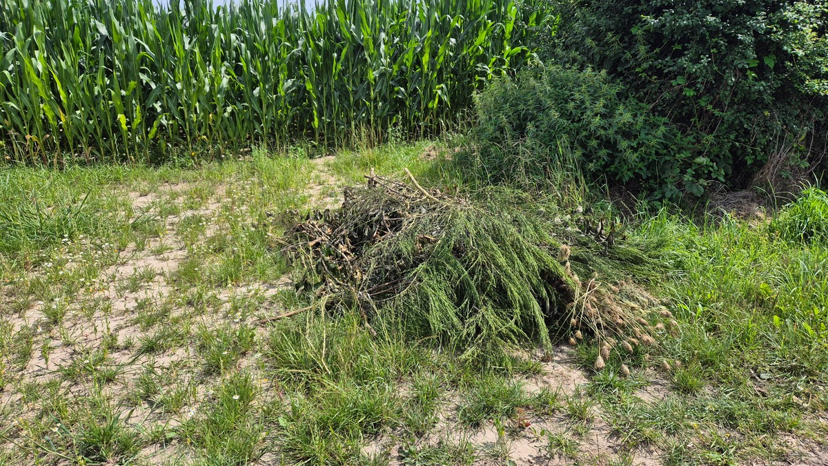 POL-NI: Grünschnitt in Feldmark entsorgt - Foto: presseportal.de