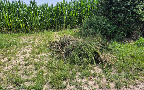 POL-NI: Grünschnitt in Feldmark entsorgt - Foto: presseportal.de