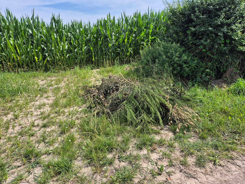 POL-NI: Grünschnitt in Feldmark entsorgt - Foto: presseportal.de